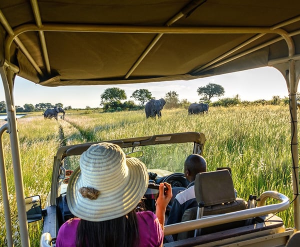 Elefanten Bei Safari，纳米比亚