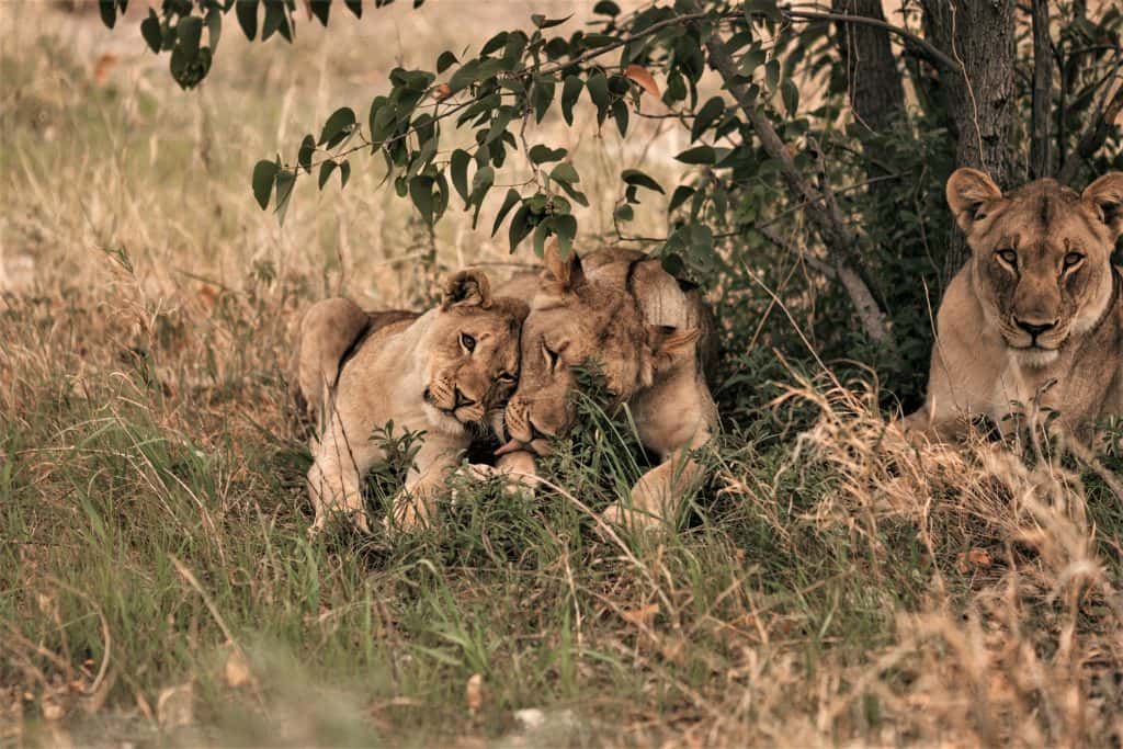纳米比亚的一只母狮子迪迪和孩子们的故事